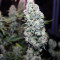 Northern Cheese Haze Auto (Mephisto Genetics) Cannabis-Samen