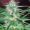 Panama regular (Ace Seeds) Cannabis-Samen
