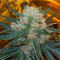 Skunk #1 (Sensi Seeds) Cannabis-Samen