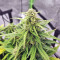 Strawberry Gum (Advanced Seeds) Cannabis-Samen