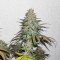 Afghan Kush Regular (World of Seeds) Cannabis-Samen