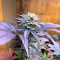 Alien Moonrocks feminisierte Samen (Original Sensible Seeds)