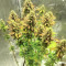 Blue Pyramid (Pyramid Seeds) Cannabis-Samen