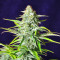 Bruce Banner #3 Auto-Samen (Herbies Seeds)