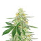 Different GG#4 feminisierte Samen (AlphaFem Seeds)