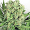 Dutch Cheese (Dutch Passion) Cannabis-Samen