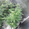 Glueberry (Expert Seeds) Cannabis-Samen