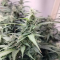 LSD Auto Cannabis-Samen Kaufen