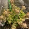 Tangie'matic Auto (Fast Buds) Cannabis-Samen zu verkaufen