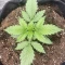 Tangie'matic Auto (Fast Buds) Cannabis-Samen zu verkaufen