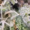 Tangie'matic Auto (Fast Buds) Cannabis-Samen zu verkaufen