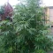 Kaufe Blackberry Moonrocks Samen feminisiert von AlphaFem Seeds