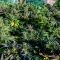 Eleven Roses (Delicious Seeds) Cannabis-Samen zu verkaufen