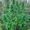 Eleven Roses (Delicious Seeds) Cannabis-Samen zu verkaufen