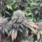 Mimosa EVO (Barney's Farm) Cannabis-Samen zu verkaufen