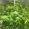 Chocolate Skunk (00 Seeds) Cannabis-Samen zu verkaufen