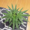 Kaufe Runtz Gum Samen feminisiert von Original Sensible Seeds