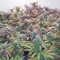 Cookies Gelato (RQS) Cannabis-Samen
