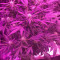 Amnesia Autoflower Cannabis-Samen Kaufen
