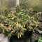 Monster Bruce Banner Auto (Monster Genetics) Cannabis-Samen zu verkaufen