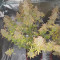 Wedding Cake Auto (Barney's Farm) Cannabis-Samen zu verkaufen