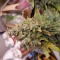 Purple Lemonade Auto Cannabis-Samen Kaufen