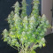 Pineapple Chunk Cannabis-Samen Kaufen