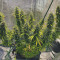 Malawi (Ace Seeds) Cannabis-Samen zu verkaufen