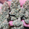 White Widow (Dutch Passion) Cannabis-Samen