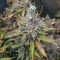 Green Crack (Garden of Green) Cannabis-Samen zu verkaufen