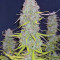 Mexican Airlines Auto (Fast Buds) Cannabis-Samen zu verkaufen
