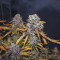 Lemon AK Auto Cannabis-Samen Kaufen