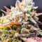 Kaufe Mimosa x Orange Punch Samen feminisiert von Barney's Farm