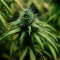 Super Skunk (Seedstockers) Cannabis-Samen zu verkaufen