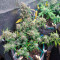 Auto Night Queen Cannabis-Samen Kaufen