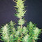 Original Auto Cheese Cannabis-Samen Kaufen