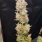 Auto Ultimate Cannabis-Samen Kaufen