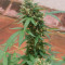 Auto Pineapple Glue Cannabis-Samen Kaufen