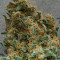Strawberry Cough (Dutch Passion) Cannabis-Samen zu verkaufen
