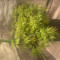 Mimosa Shot Cannabis-Samen Kaufen