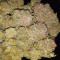 Gelato (Original Sensible Seeds) Cannabis-Samen zu verkaufen