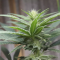 Mimosa EVO (Barney's Farm) Cannabis-Samen zu verkaufen