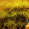 Critical Kush Cannabis-Samen Kaufen