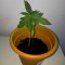 Amnesia Mac Ganja (Kera Seeds) Cannabis-Samen