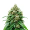 Auto White Widow XXL (00 Seeds)