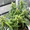Banana Jealousy Auto RF3 (Ethos Genetics)