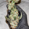 Blue Gelato 41 feminisierte Samen