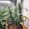 Bubble Gummy Auto feminisierte Samen (Ethos Genetics)