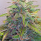 GG#4 Original Glue Auto (Auto Seeds) Cannabis-Samen