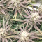 Grandaddy Purple (Big Head Seeds) Cannabis-Samen